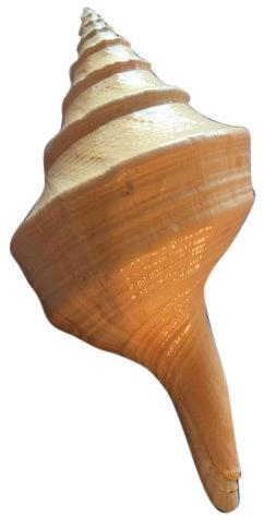 Natural Seashell gada shankh, Shelf Life : life time