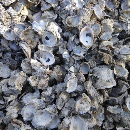 Natural Oyster Shell, Packaging Size : 50 Kg