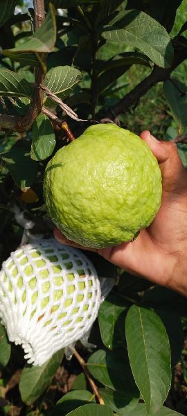 fresh guava