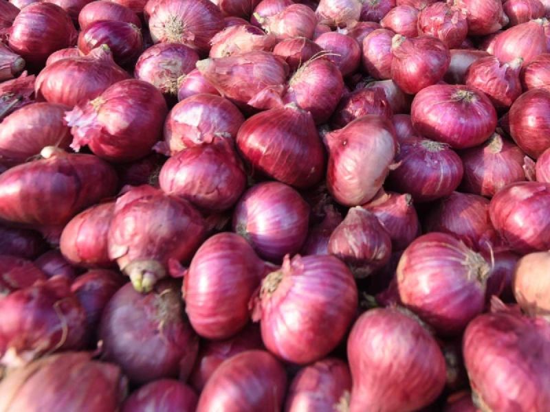 Organic Red Onions, for Cooking, Packaging Type : Loose