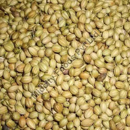 MCF Raw Organic coriander seeds, Packaging Type : Plastic Packet