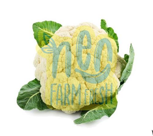 Natural Fresh Cauliflower, for Good Nutritions, Good Health, Packaging Type : Gunny Bag