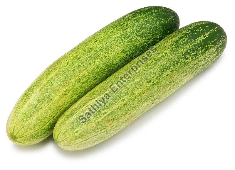 Light Green Fresh Cucumber, INR 20 / Kilogram by Sathiya Enterprises