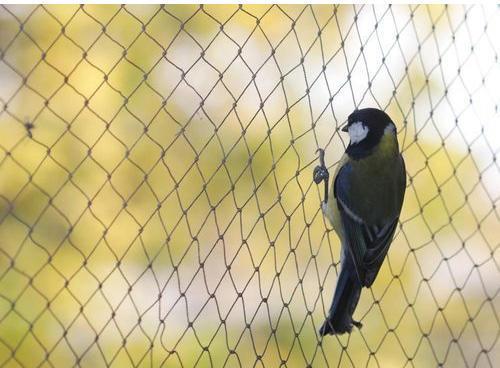 HDPE Bird Preventing Net, for HOME WINDOW, Color : BLACK BLUE WHITE