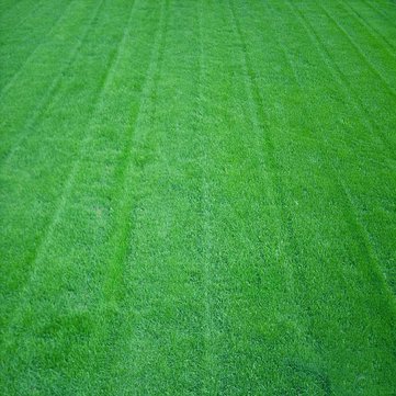 FESCUE GRASS SEEDS