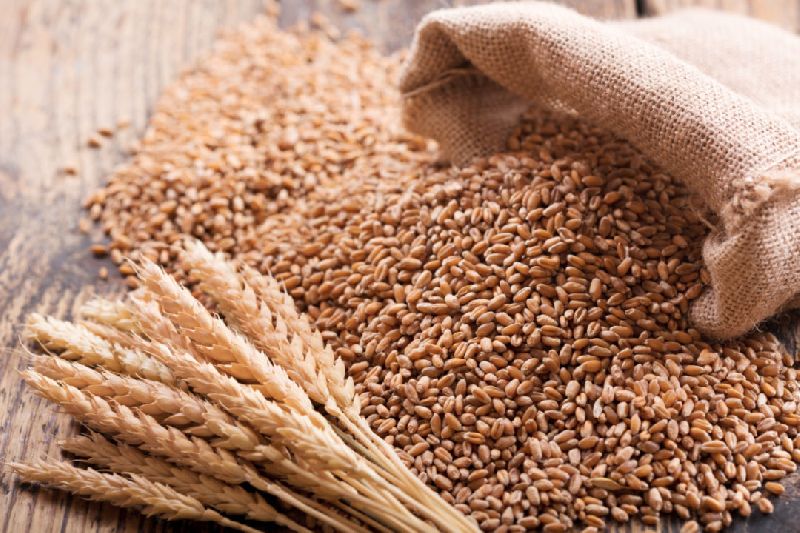 Natural Wheat Seeds, Feature : Healthy, Hybrid