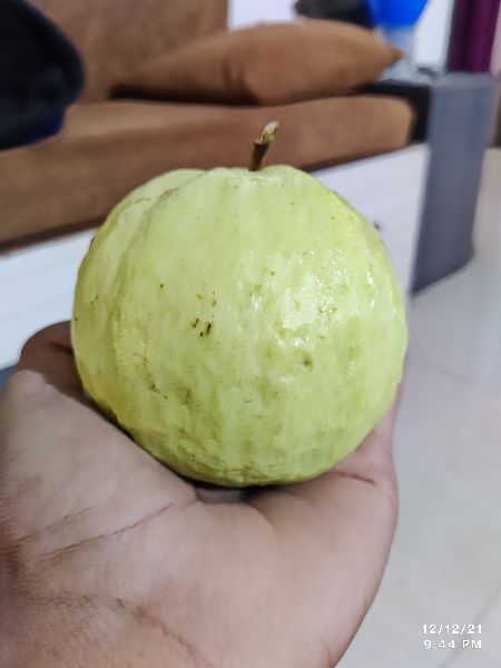 Plain taiwan pink guava, Size : circular