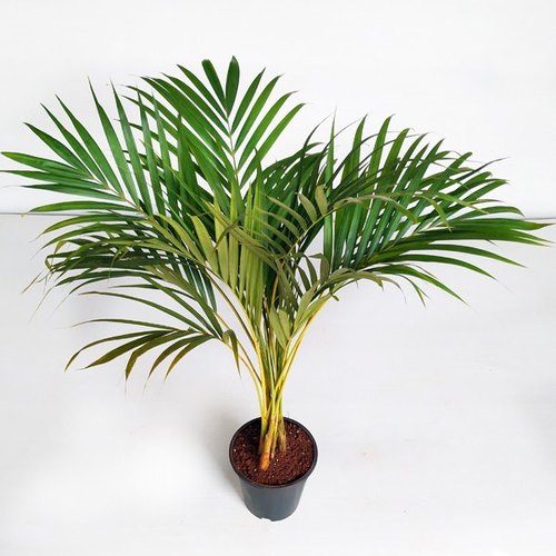 Indoor Big Areca Palm Plant, Color : Green