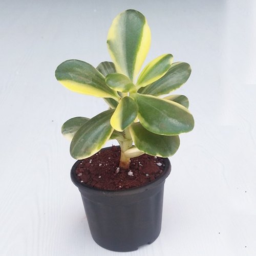 Indoor Jade Plants, Color : Green