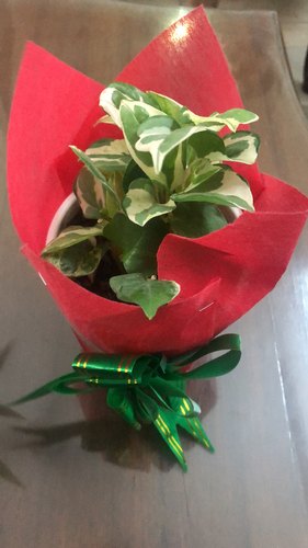 Marriage Return Gifts Indoor Plants, Color : White, Green, Red