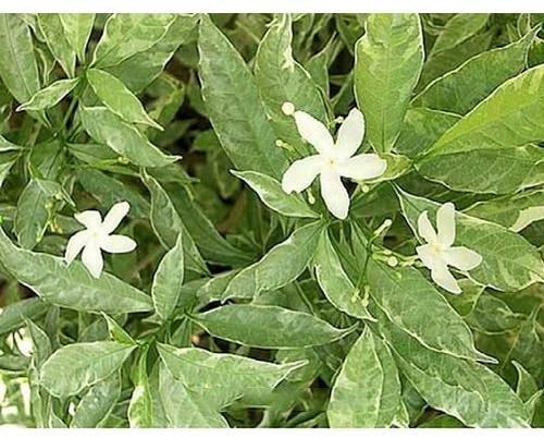 Chandni Variegated Plant, Color : Green