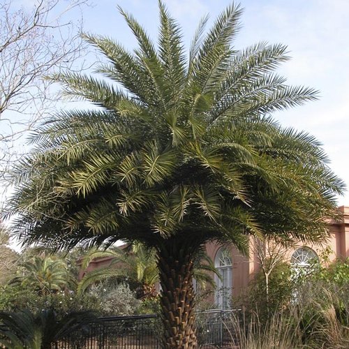 Date Palm Tree,date palm tree