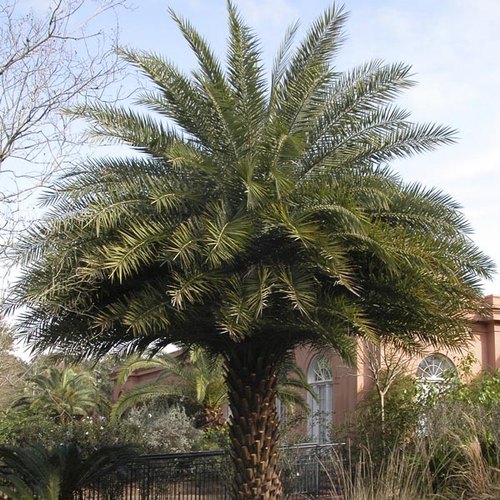 date palm tree