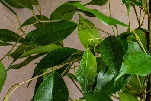 Ficus Benjamina, Color : Green