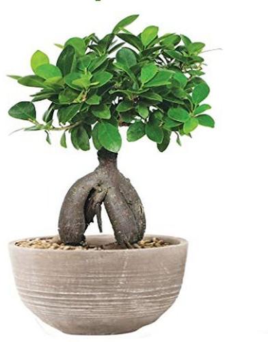 Ficus Bonsai Plant, Color : Green