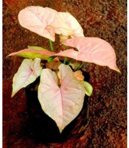 Syngonium Pink Plant