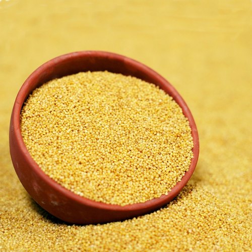 Yellow Organic Foxtail Millet, for Cooking, Packaging Type : Loose