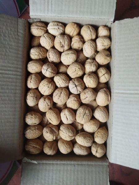 Organic Kashmiri Walnuts, for Direct Consumption, Restaurant, Packaging Type : Carton, Poly Bag