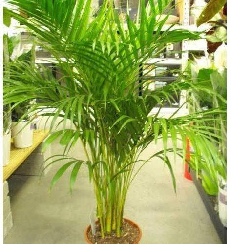 areca palm plant