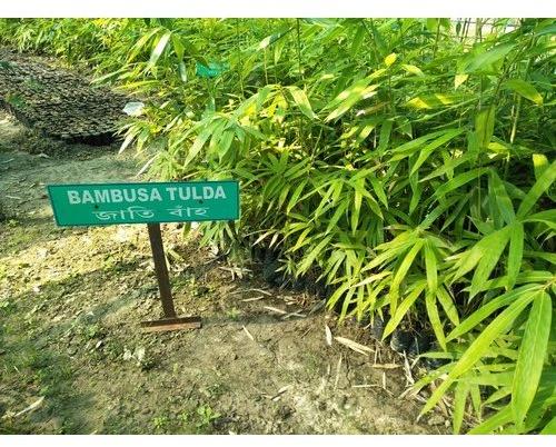 Organic Bambusa Bambos Plant, for Agriculture, Color : Green