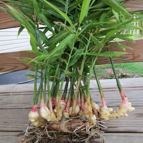 Organic Ginger Plant, Color : Green