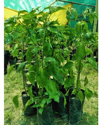 Organic Green Chilli Plant