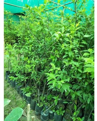 Organic Plum Plant, for Fruits Use, Packaging Type : Plastic Bag