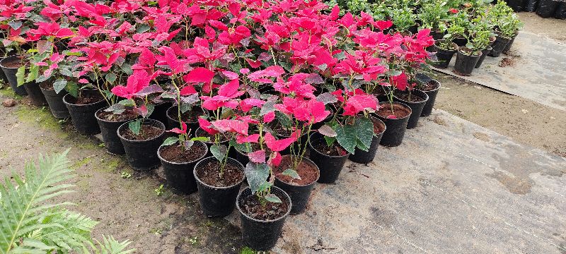 Poinsettia Flower Plant