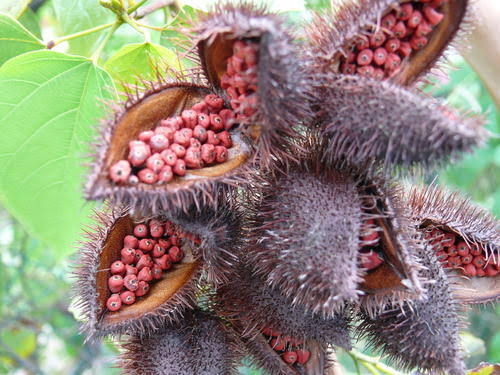 Natural organic food colour Seeds (Shendari seed's)