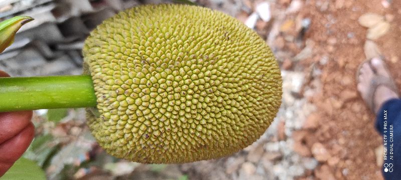 Tender Jackfruit