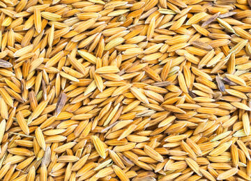 paddy seed