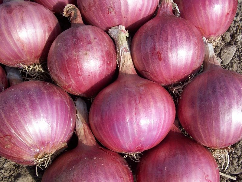 Organic Pink Onion, for High Nutritive Value, Packaging Type : Jute Bag