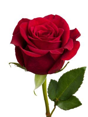Organic Rose Flower, for Cosmetics, Medicine, Occasion : Birthday, Wedding
