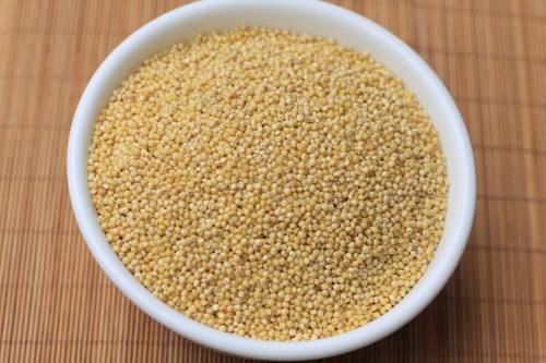 Organic Foxtail Millet, for Cattle Feed, Variety : Hulled