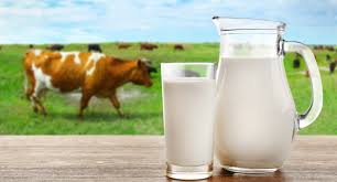 Cow Milk, for Coffee, Cream, Making Tea, Form : Liquid