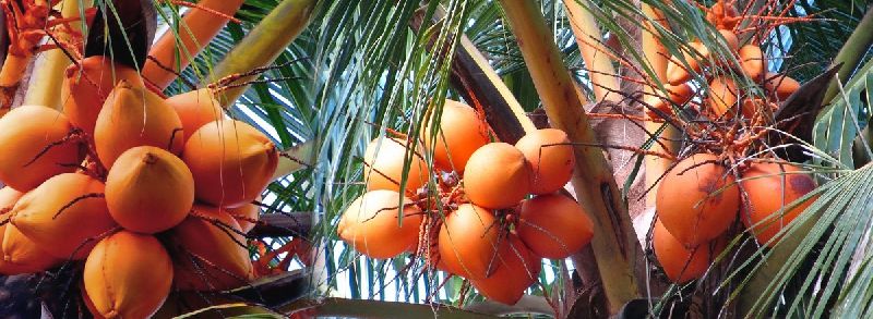 Brown Tender Coconut, for Highly Nutritious Fat Free, Packaging Size : 5000 Piece