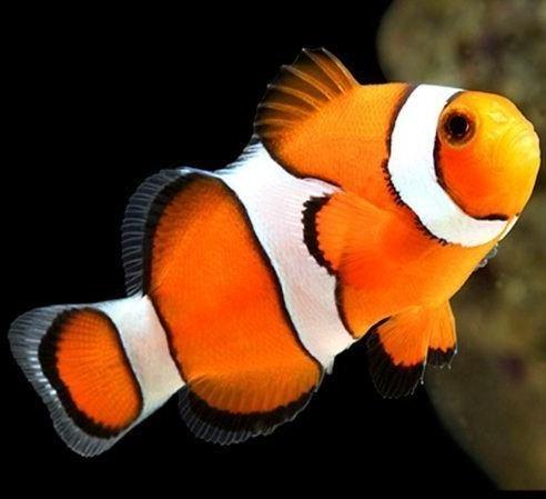 Multicolor Percula Clown Fish