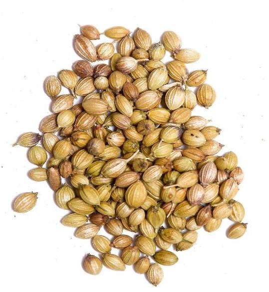 Organic coriander seeds, for Agriculture, Cooking, Packaging Type : Box