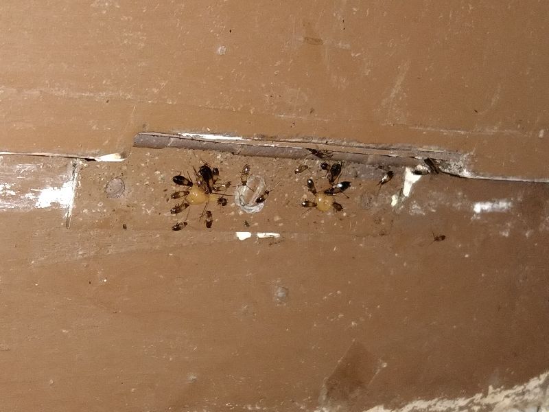 Pestcleanmax in Mumbai Service Provider of Cockroaches Pest Control