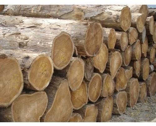 African Teak Wood Logs