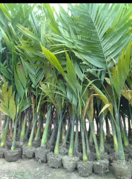Hybrid Arecanut Plant, Feature : Long Life