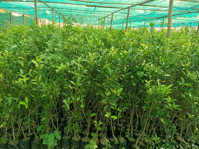 Orange grafted plants - Rs.70 rupees