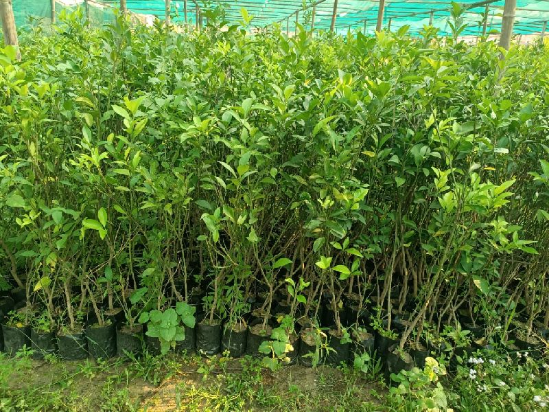 Orange grafted plants - Rs. 80 rupees