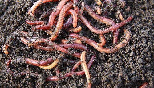 Earth Worms