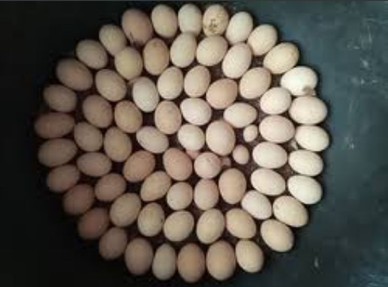 Eggs, Packaging Type : Tray