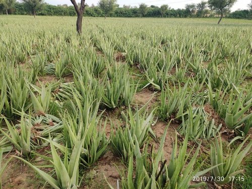 Aloevera contract Farming services