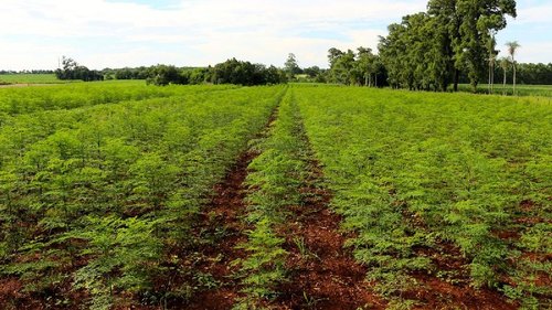 Moringa leaf Contract Farming Services