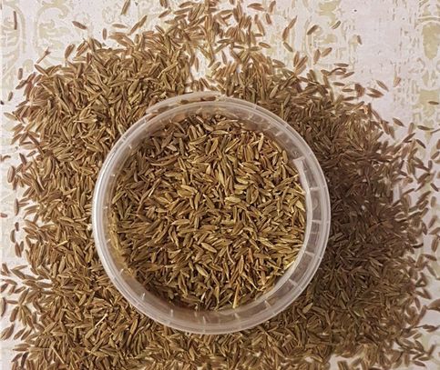 Cumin seeds, for Cooking, Certification : FSSAI Certified