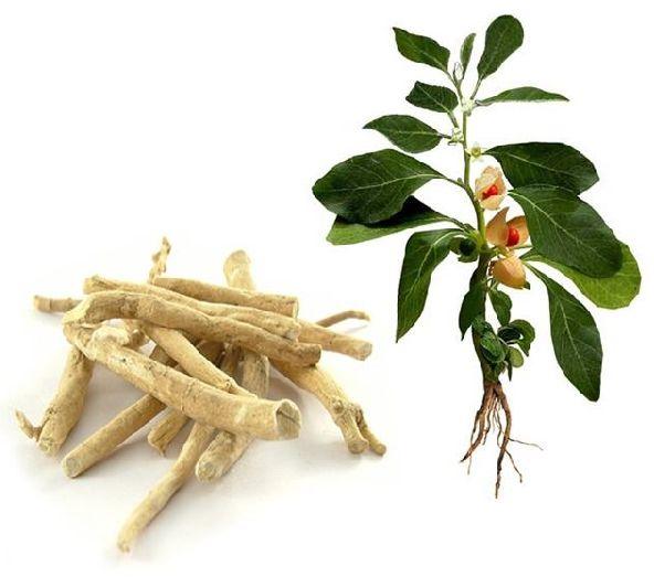Ashwagandha Herb