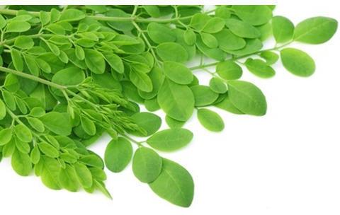 Natural moringa leaf, Feature : Insect Free, Nice Aroma